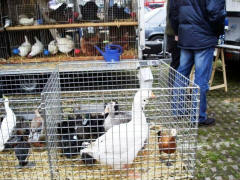 Heimatverein Warendorf: Fettmarkt 2005